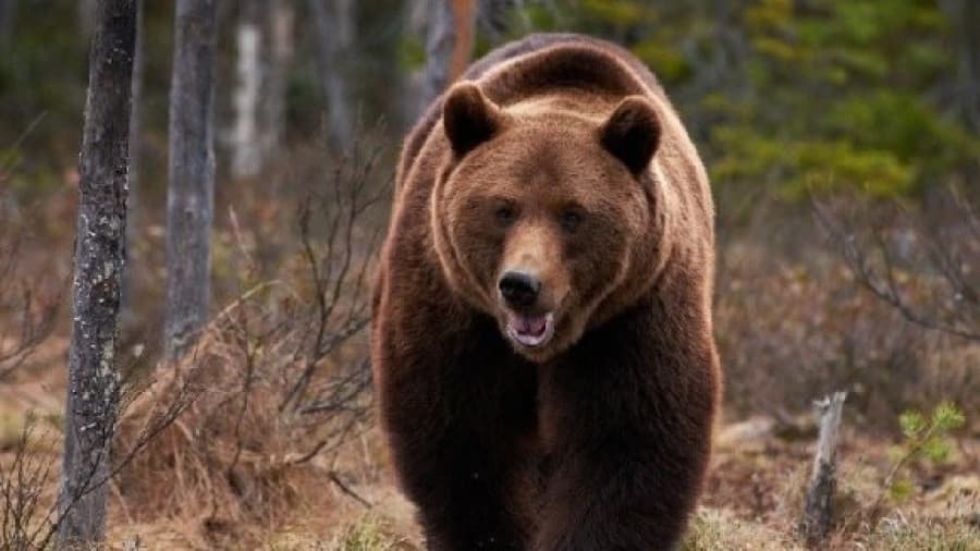УОК: Суурьшлын бүсэд 997 баавгай үзэгдэж, 20-ийг нь аюулгүй болгож агнасан